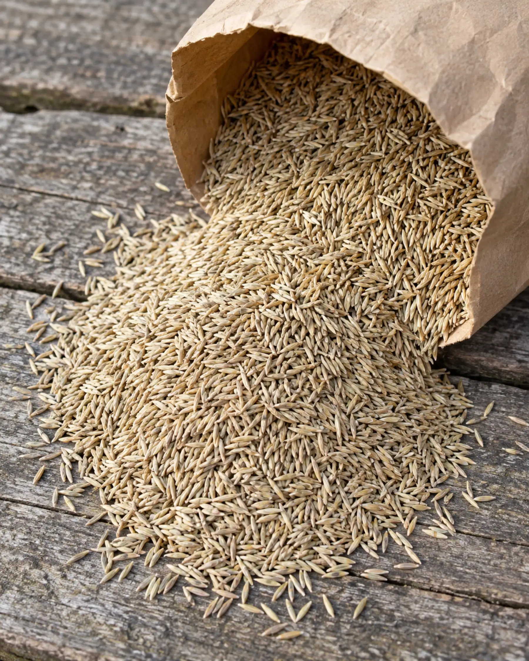 Kentucky Bluegrass seed spilling from an unbranded paper sack onto a weathered wooden bench.