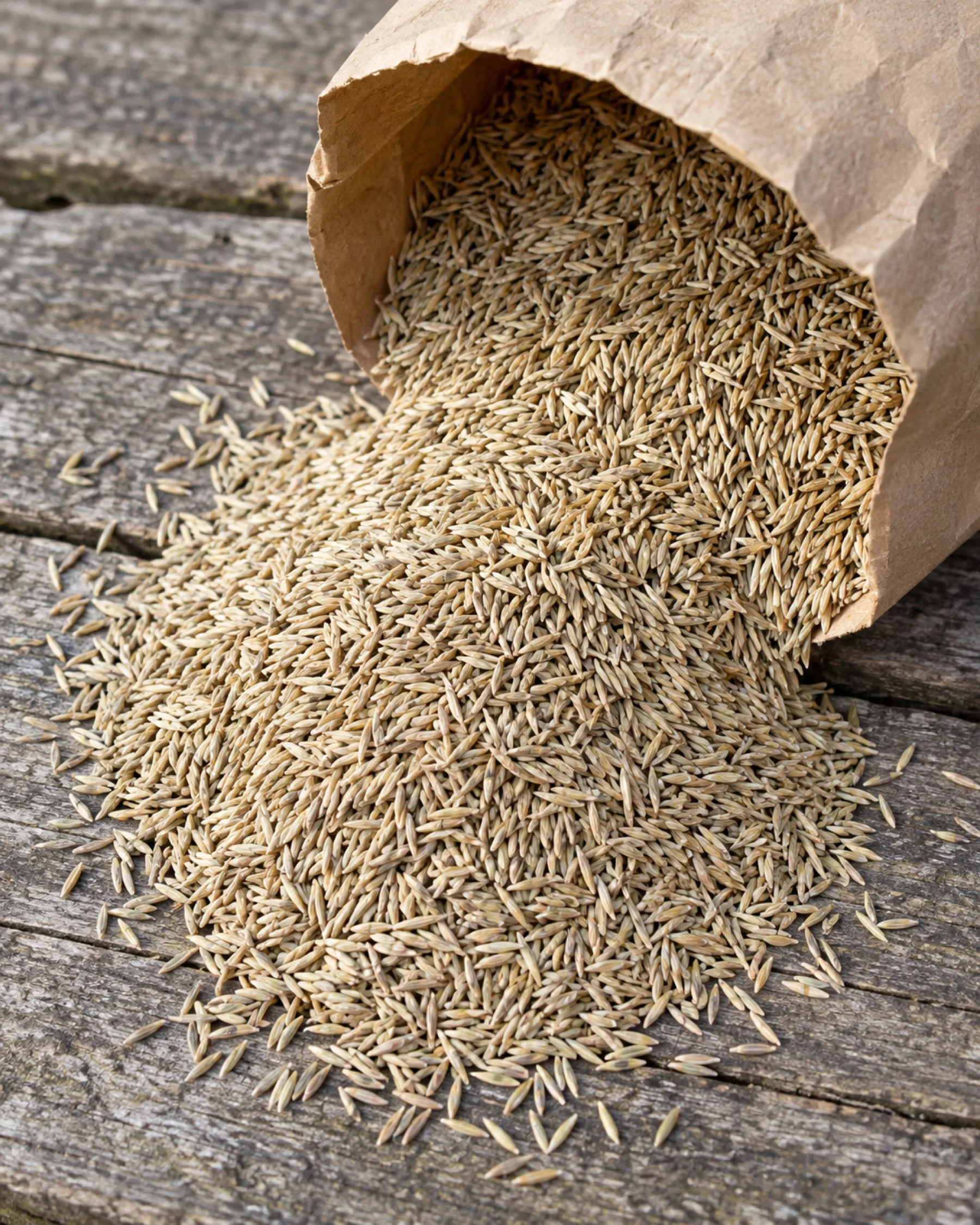 Clean grass seed spilling from an open paper sack onto a weathered wooden bench.