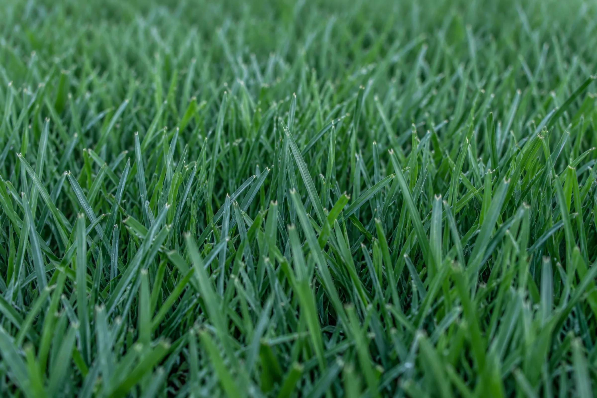 Dense Kentucky Bluegrass turf photographed close to the surface, blades sharp in the foreground.