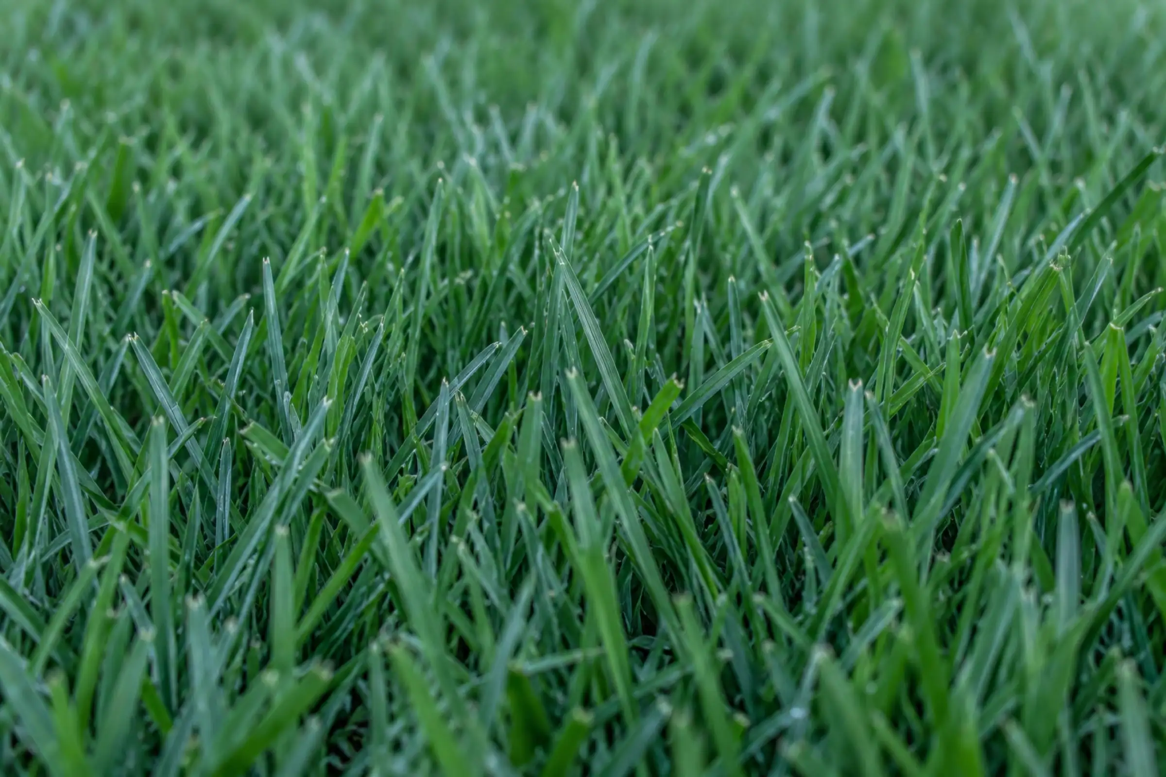 Extreme close-up of dense blue-green Kentucky Bluegrass blades with light dew.