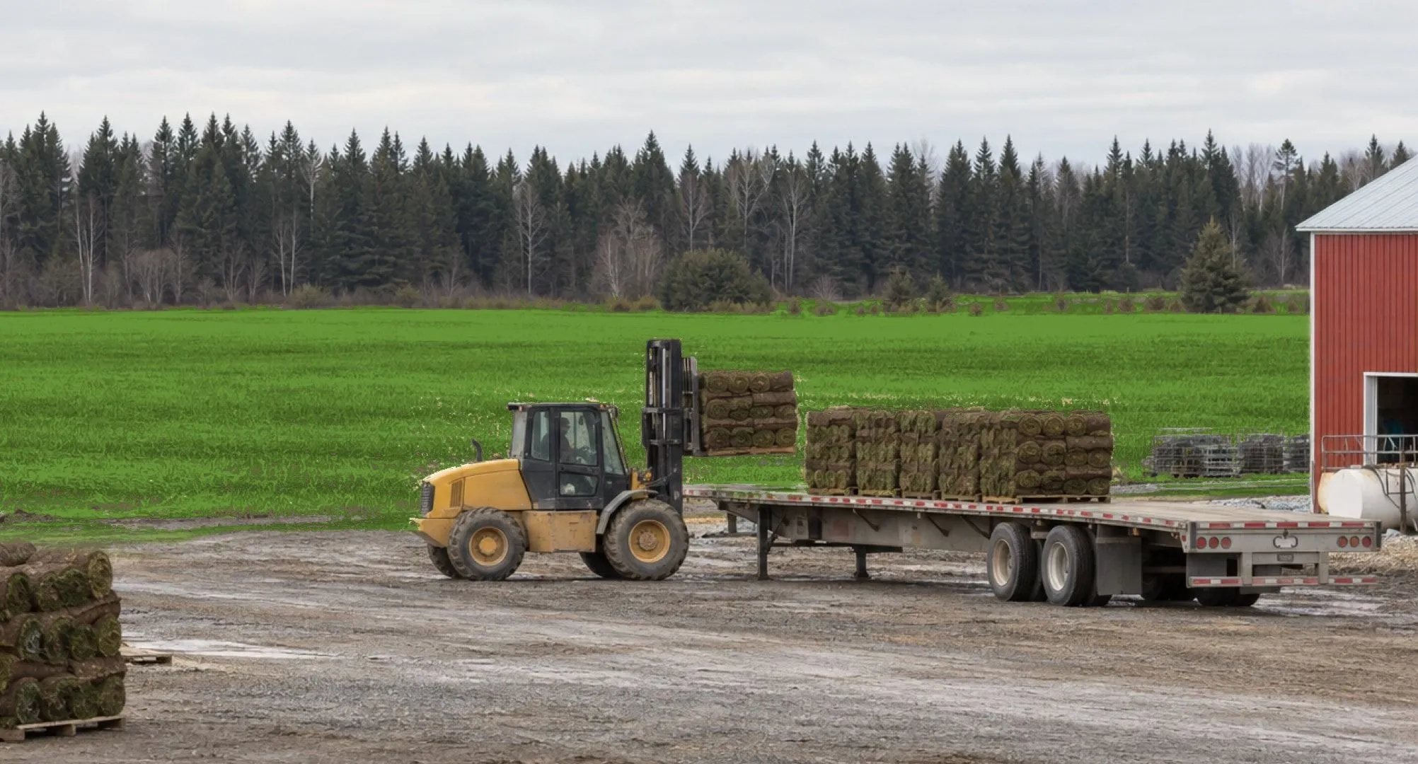 A rough-terrain forklift lifting a skid of stacked sod rolls onto a flatbed trailer in the farm yard.